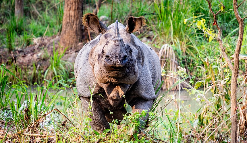 Турист из Мурманска пропал после встречи с носорогом в Непале