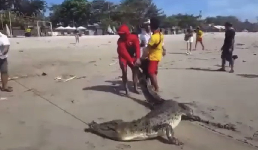 На Бали крокодил напугал туристов на пляже Легиан 