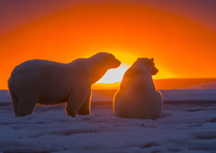 Арктика: есть ли туризм за Полярным кругом