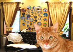 «Адель» из Оренбурга: найди котика