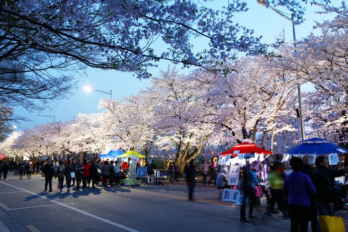 Фестиваль цветения вишни в Ёйыдо.jpg