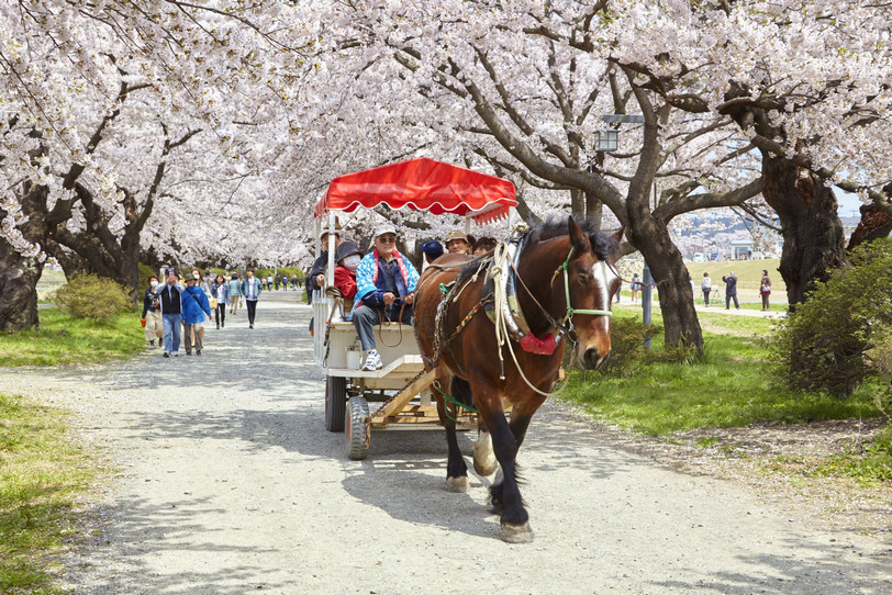 jomc_p_iwate_0000118.jpg