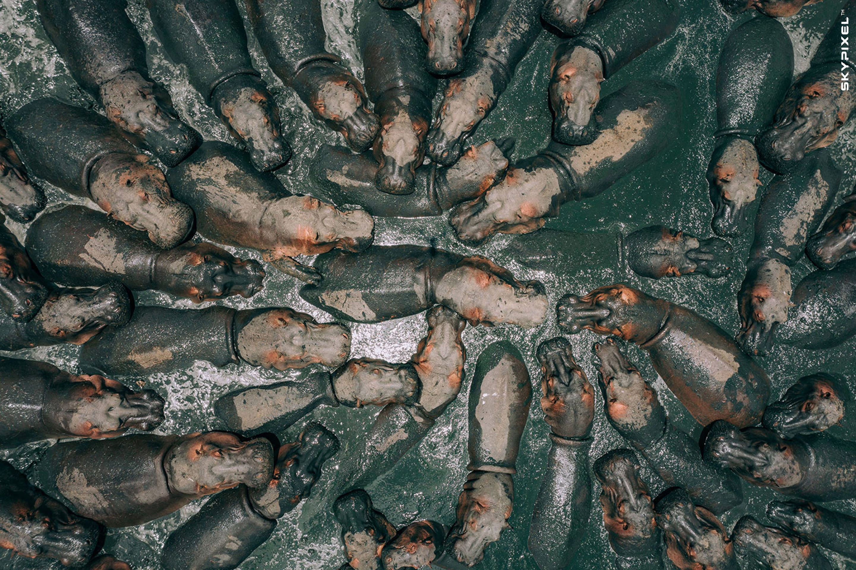 2018 SkyPixel Contest-Photo Group-First Prize-Nature-HUNGRY HIPPOS.jpg