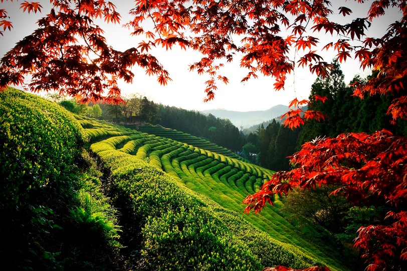 Корея_2_Boseong Green Tea Plantation.JPG