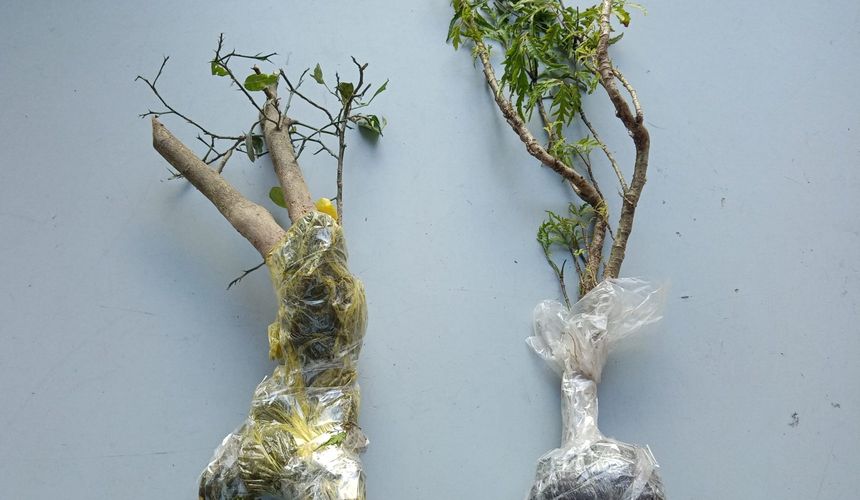 У туриста отобрали вьетнамский лимон в аэропорту Иркутска