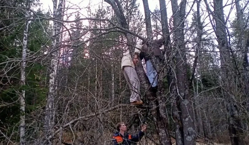 Туристы в Карелии несколько часов прятались от медведя на дереве