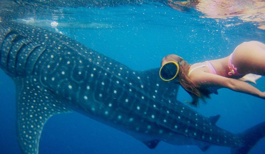 «Мы провели в воде несколько часов»: туристы в Хургаде попытались разыскать китовую акулу