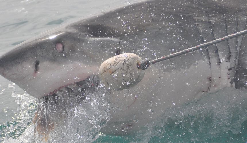Эксперты объяснили причины приближения акул к курортам Египта