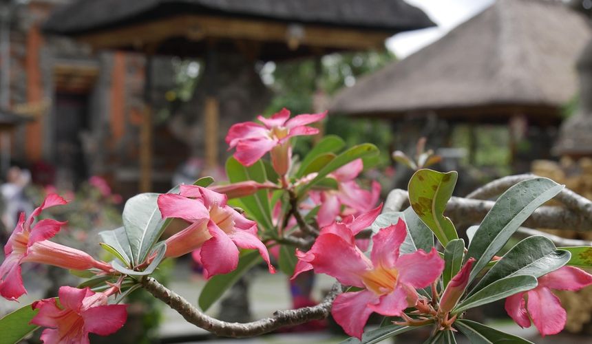 Власти Бали ликвидировали «русские» деревни на острове  