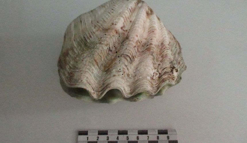 Турист привез из Таиланда раковину и сразу заинтересовал таможенников