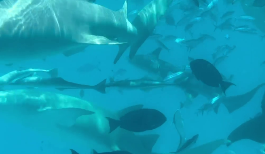 Туристам рассказали, как вести себя во время плавания с акулами-няньками