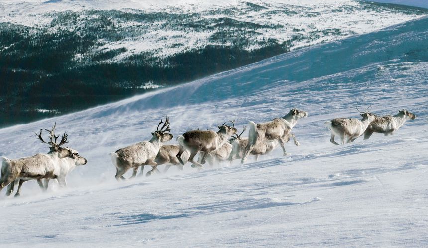 Турпоток на Чукотку вдвое превысил число жителей региона по итогам 2025 года