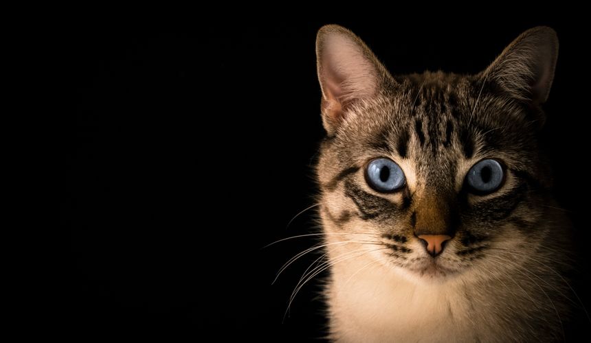 Туристов огорчила смерть кота, прославившегося перелетом на борту «Аэрофлота»