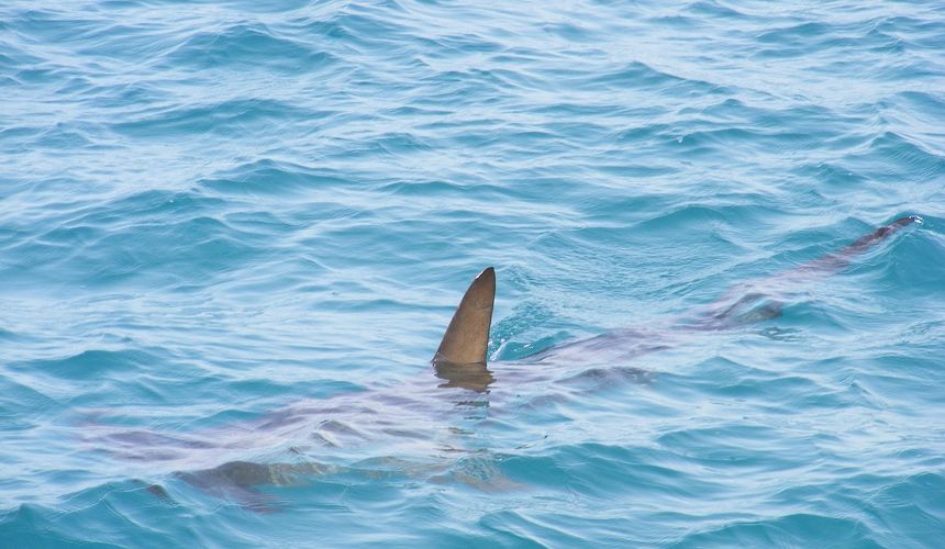 Пляжи в Египте закрывали из-за акул?