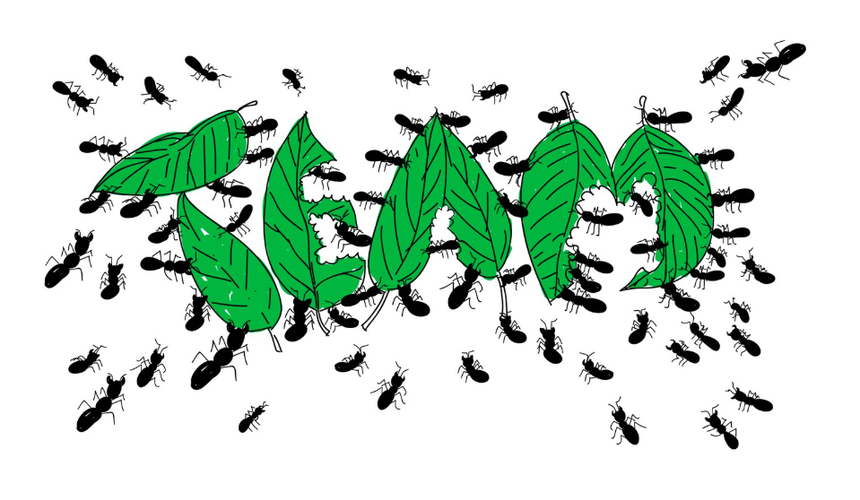 Туристы пожаловалась на «живую тропу муравьев» в пятизвездочном отеле в Египте