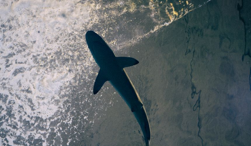 Испанский турист пострадал от акулы на Мальдивах