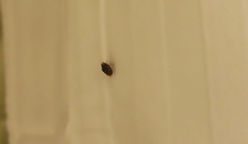 «Осадочек остался»: турист обнаружил клопа в гостиничном номере