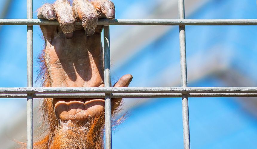 Во Вьетнаме обезьяна напала на российского ребенка 