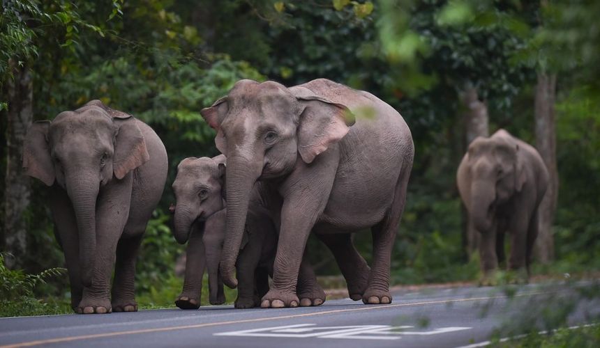 В Таиланде слон насмерть затоптал туриста