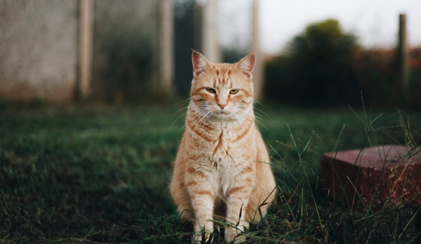 На Бали кошка спасла семью российских туристов от ядовитой змеи