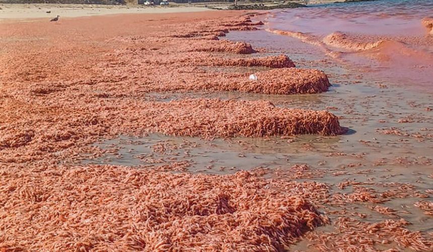 На пляжах Омана вода окрасилась в красный цвет