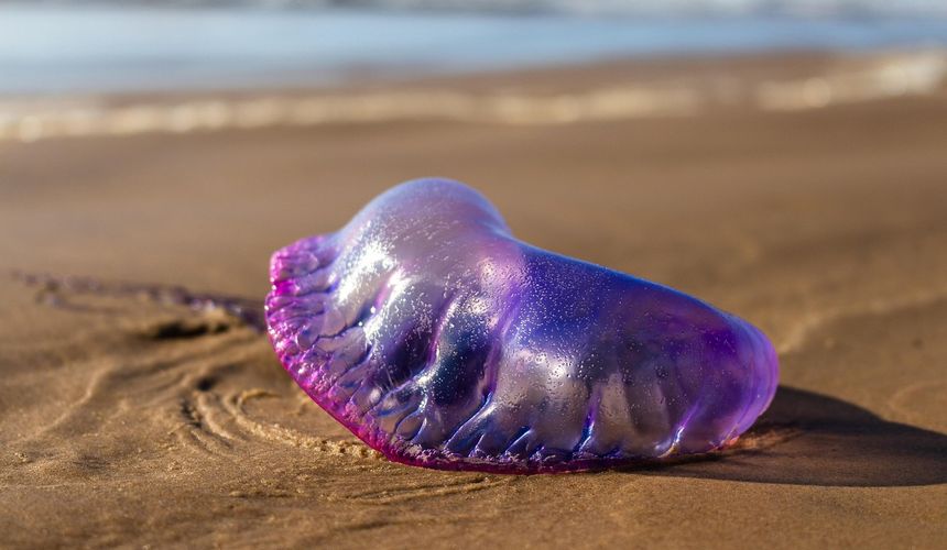 Туристы жалуются на «португальские кораблики» на популярном курорте на Кубе