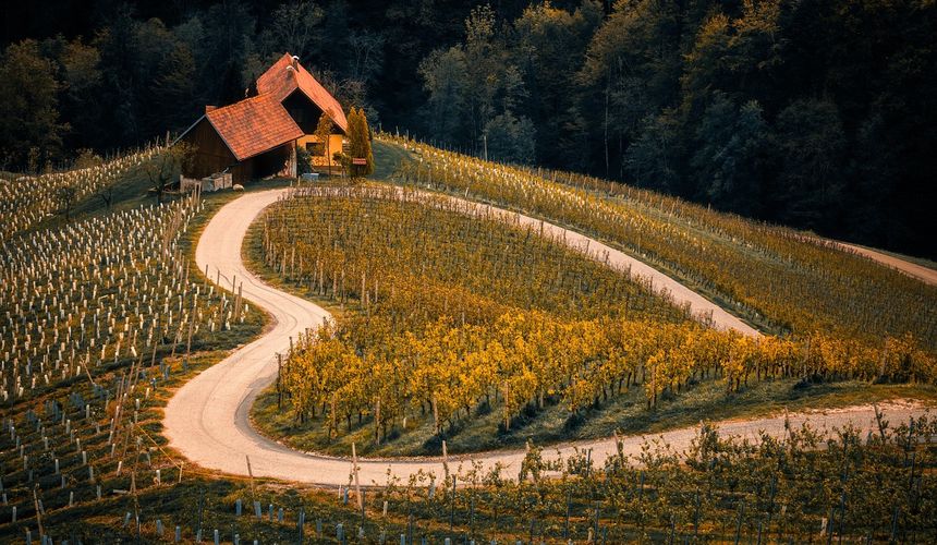 Гостиницы разрешили строить на виноградниках: что это значит