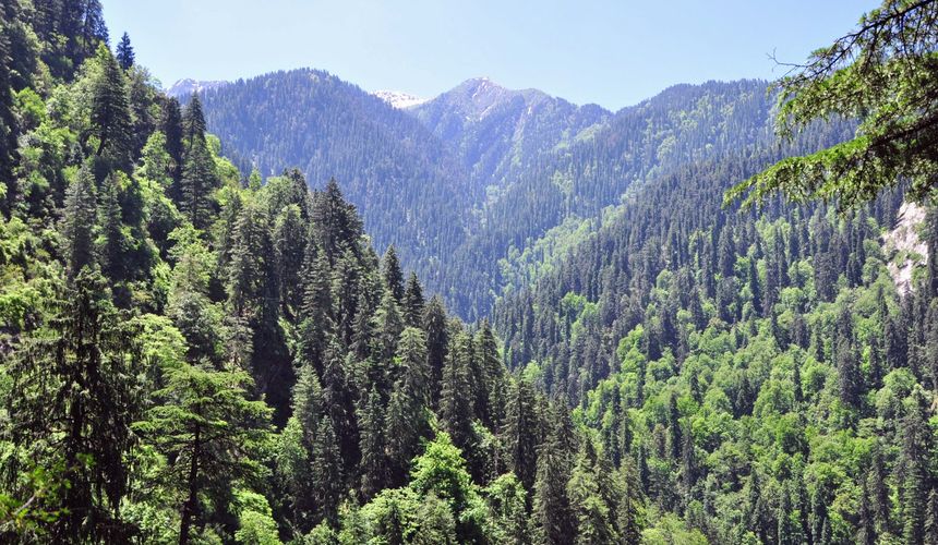 Будут ли ради отелей вырубать заповедные леса на Байкале?