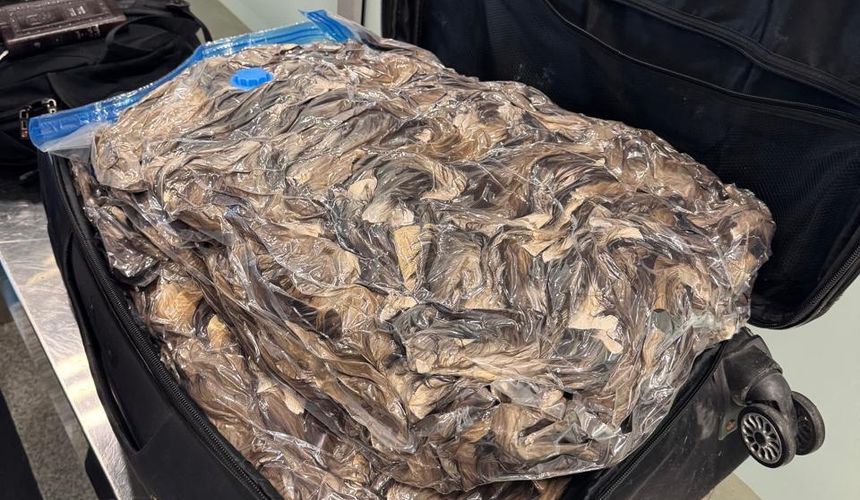 Пассажир попытался вывезти в Израиль чемодан с хвостами куниц