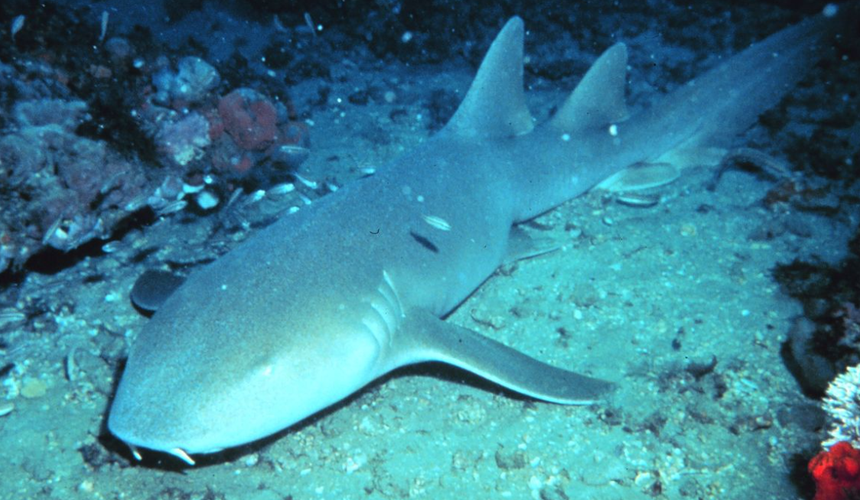 СМИ: акула напала на российскую туристку на Мальдивах