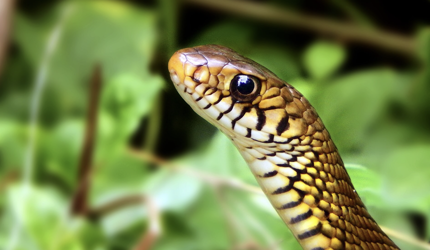 Туристов на Шри-Ланке пугают змеями на пляжах отелей