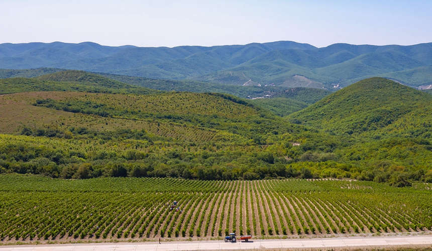 Винодельни Кубани в 2025 году посетили 750 тысяч человек 