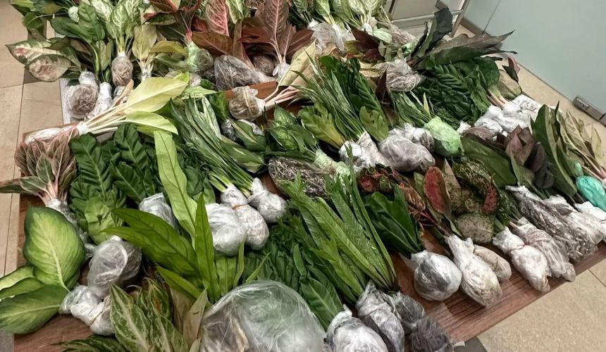 Две туристки привезли из Таиланда чемодан кактусов и саженцев