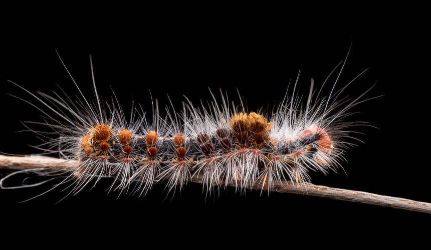 Россиянка на Бали покрылась сыпью из-за огненной гусеницы