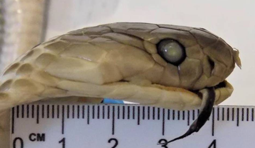 Российская туристка привезла из Вьетнама «змеиное вино» и сразу получила две административки