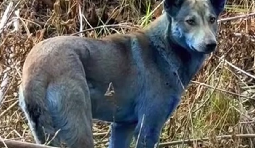 Депутат: синие собаки в Чернобыле – это реклама незаконных экскурсий