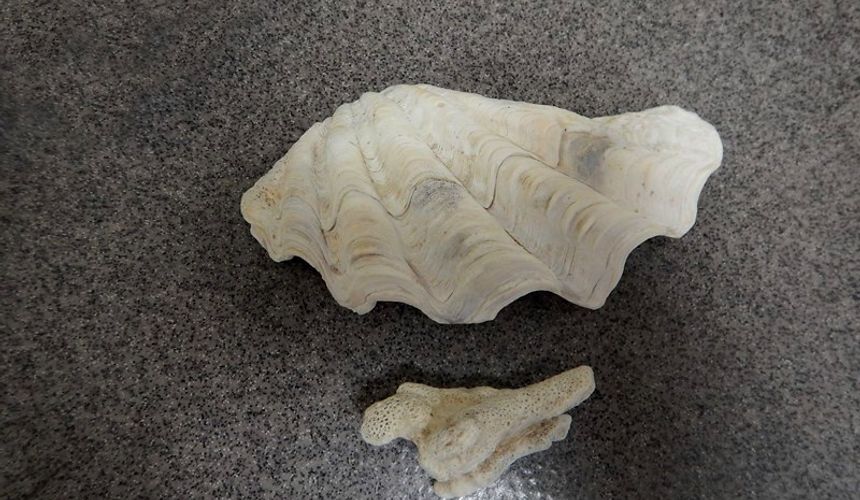 Таможенники снова задержали туристов из Вьетнама с ракушкой и кораллами