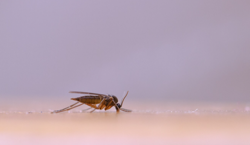 Туристов на Кубе пугают нашествием москитов после урагана