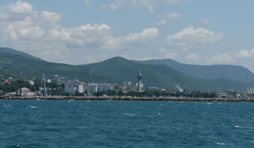 В Туапсе ищут волонтеров для отлова перепачканных мазутом птиц и котов
