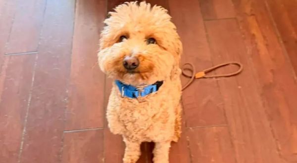 Пассажирка бросила свою собаку в аэропорту и попала в полицию