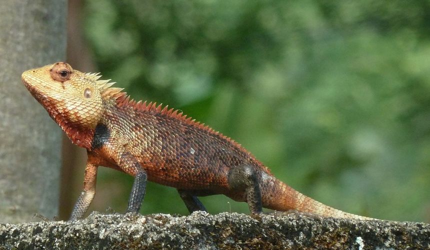 Российские туристы год судились на Шри-Ланке из-за ловли ящериц