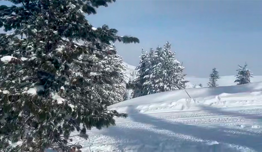 Школьница погибла, врезавшись в дерево на горнолыжном курорте