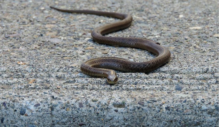 Российские туристы в Таиланде обнаружили змею в стиральной машине