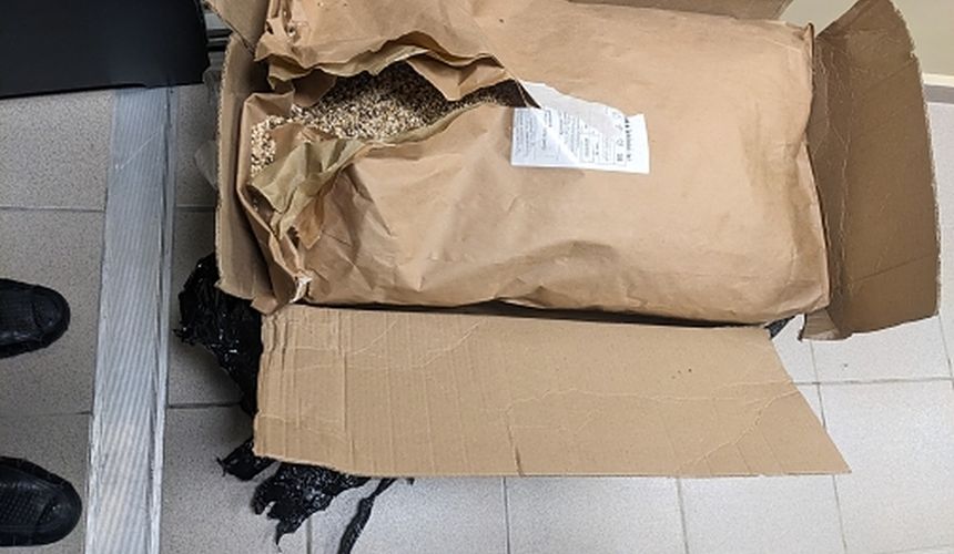 Таможенники в Домодедово остановили пассажира с радиоактивными грибами
