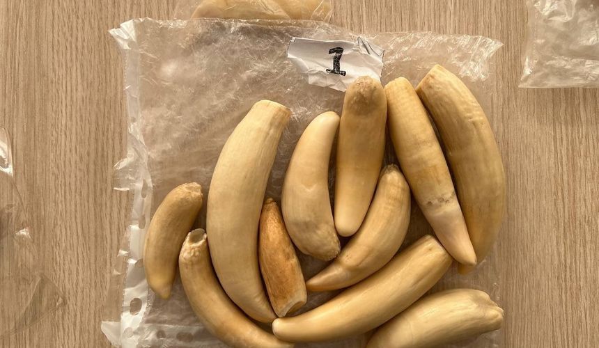 Клыки, когти, рога и голова змеи: пассажир удивил таможенников в Пулково 