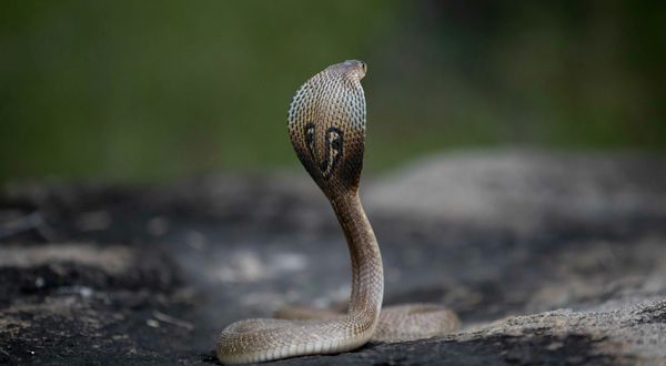 В египетском отеле умер турист после укуса змеи во время шоу