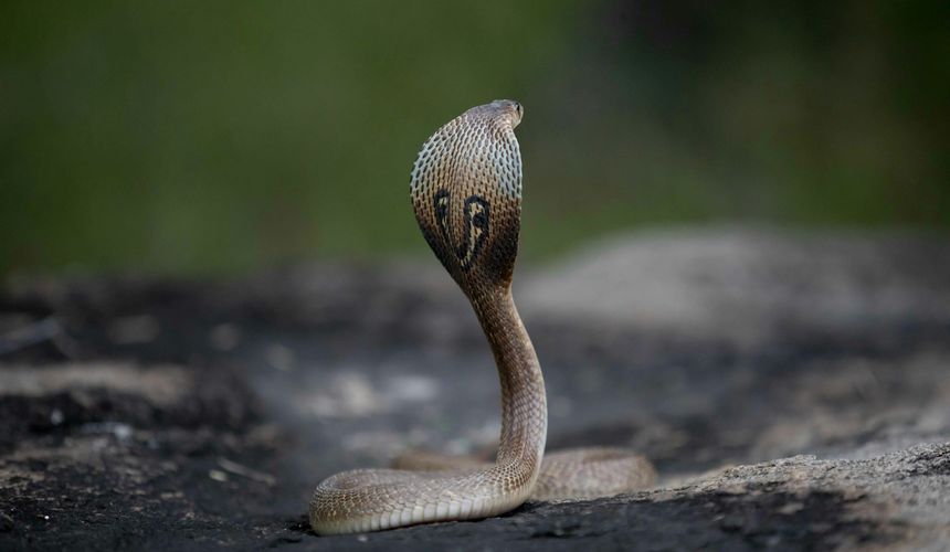 В египетском отеле умер турист после укуса змеи во время шоу