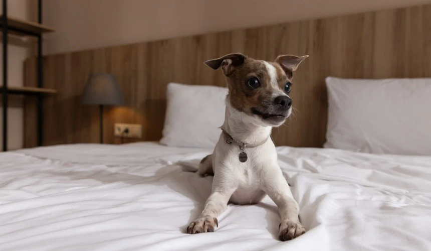 На «Роза Хутор» появились первые в Сочи сертифицированные pet-friendly отели