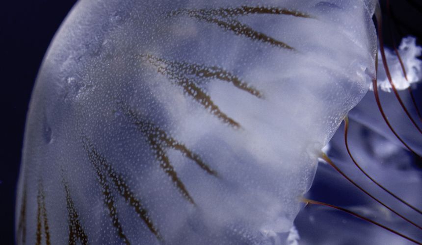 Туристов напугали историей о смертельно опасной медузе в Дубае