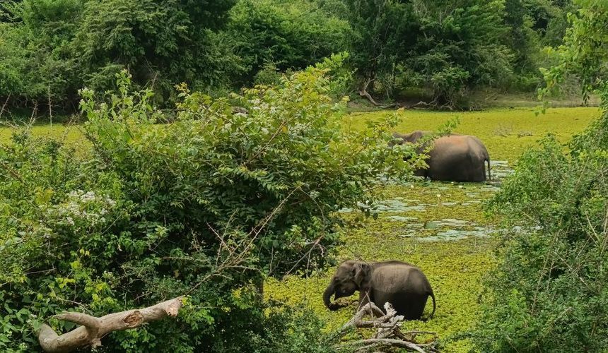 Шри-Ланка может продлить визы российским туристам из-за ситуации на Ближнем Востоке